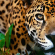 Jaguar07