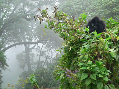 Haga clic en la imagen para ver una versin ms grande

Nombre:	gorilas-en-la-niebla.jpg
Visitas:	1
Size:	88,7 KB
ID:	6835082